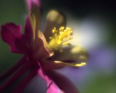 Tapeta Nature Flowers 191.jpg